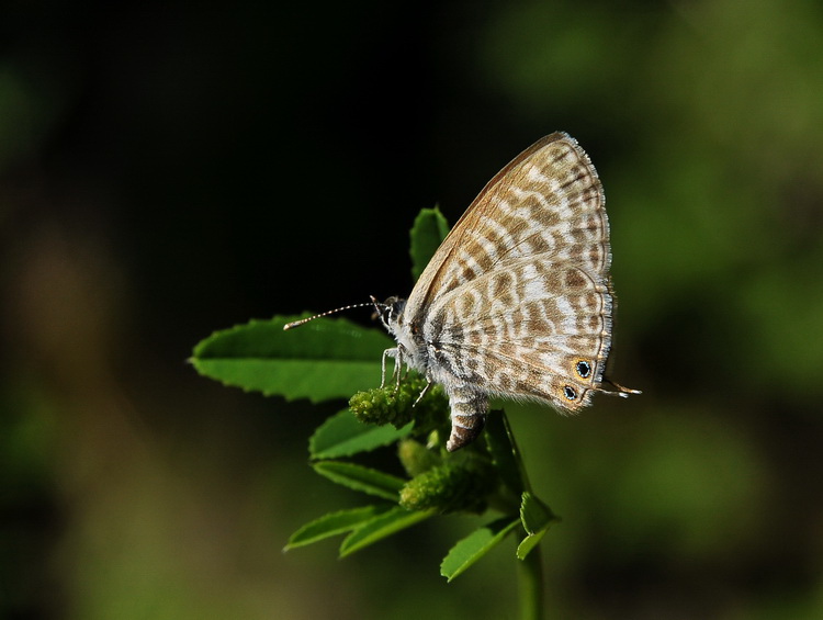 Leptotes pirithous ?
